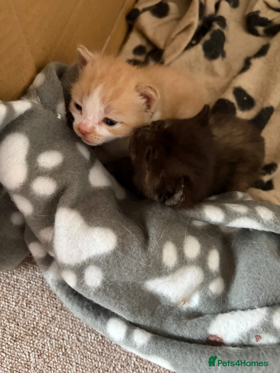 Mixed Breed cats for sale: Beautiful kittens for sale. - Advert 2