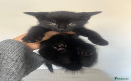 British Shorthair cats for sale: Kittens for sale  - Image 1