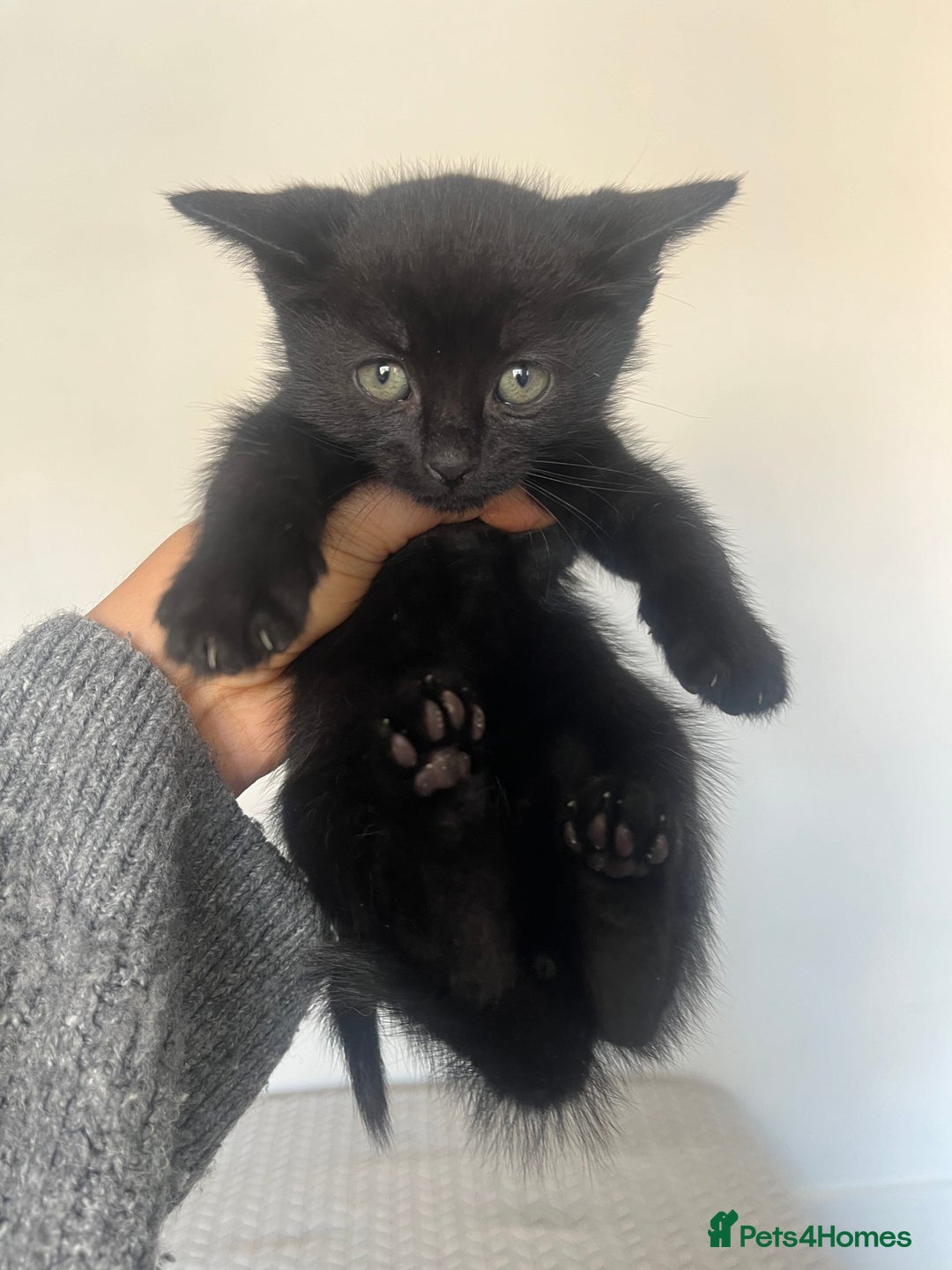 British Shorthair cats for sale: Kittens for sale  - Image 1