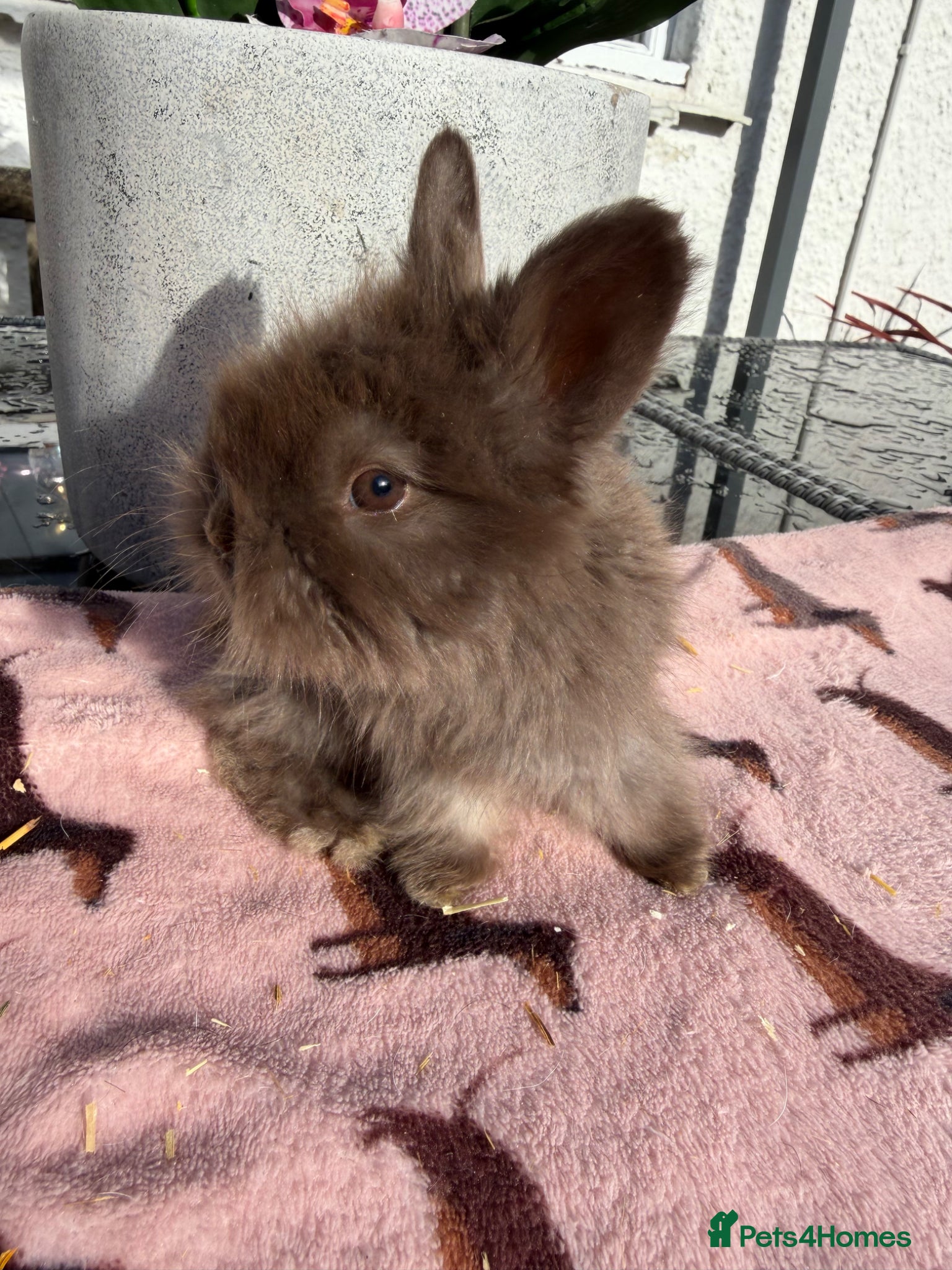Angora rabbits for sale: Angora buns - Advert 13