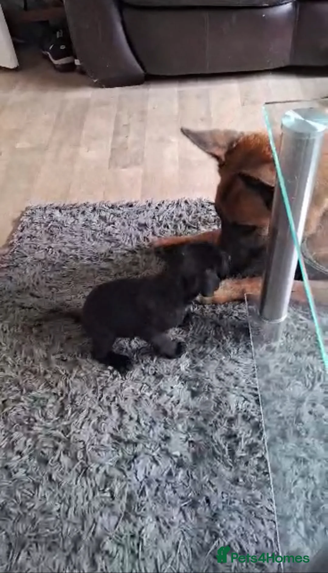 Mixed Breed dogs for sale: Puppies for sale! - Advert 14