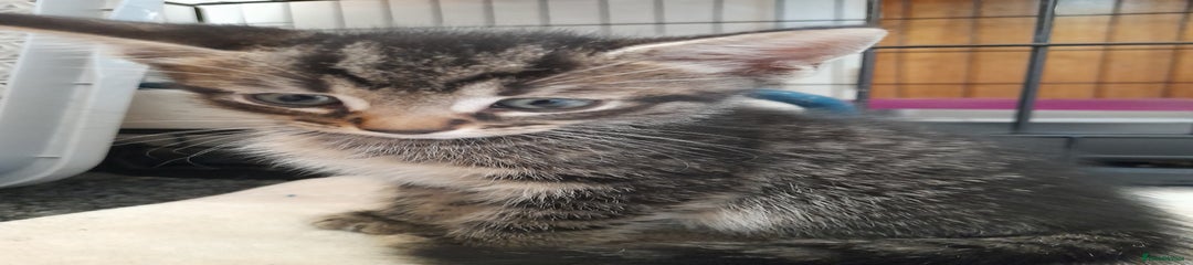 Mixed Breed Kitten 3