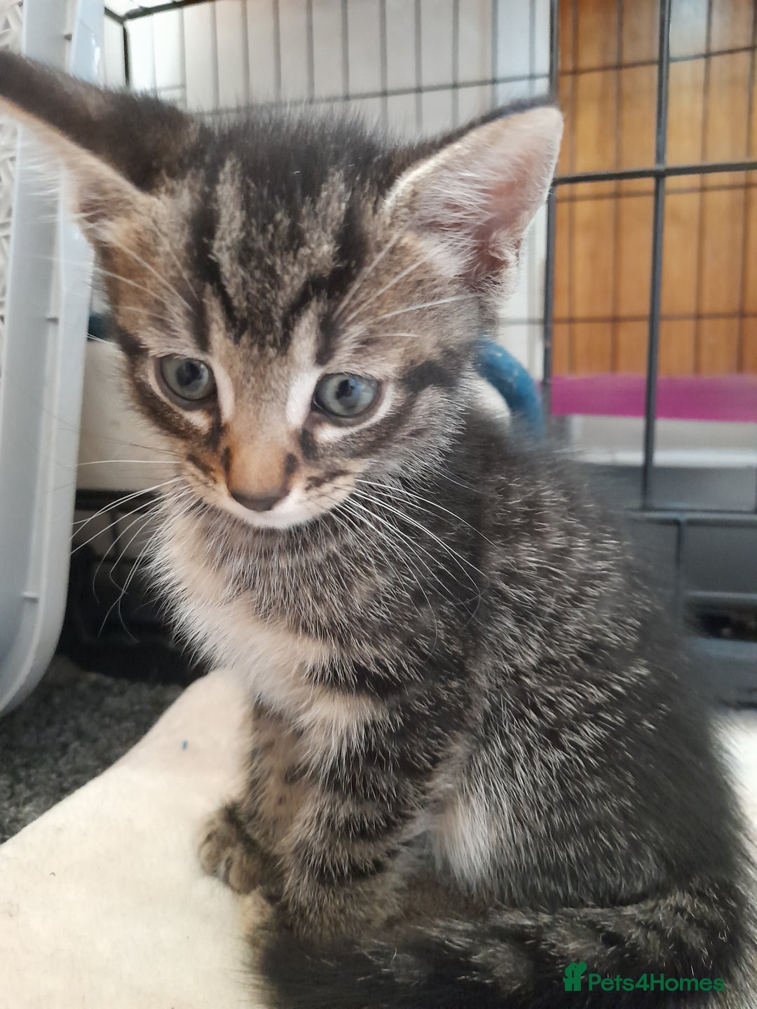 Mixed Breed cats for sale: Kittens available  - Image 18
