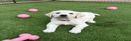Golden Retriever dogs for sale: Royal Cream Golden Retriever Puppies🤍 🐶 🐾 - Advert 3