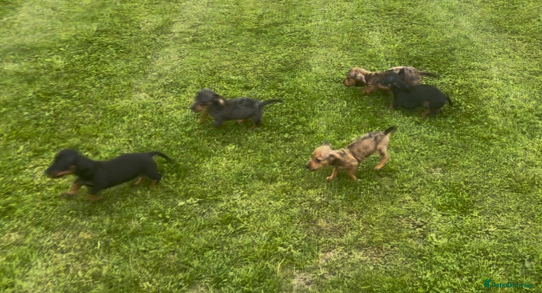 Miniature Dachshund dogs for sale: KC Reg RED DAPPLE Miniature Dachshund (Smooth) - Image 24