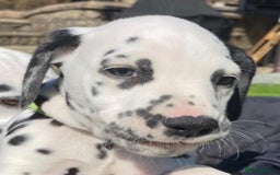 Dalmatian dogs for sale: 1 Boy Available-KC-ready for homes 20/09 - Image 5