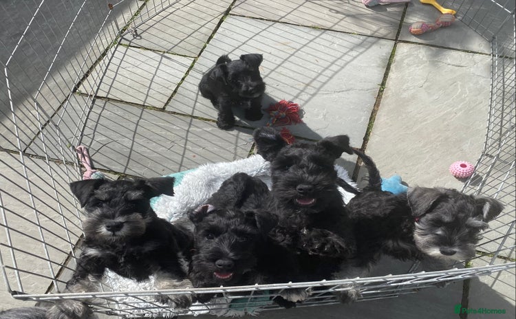 Miniature Schnauzer dogs - Advert 3