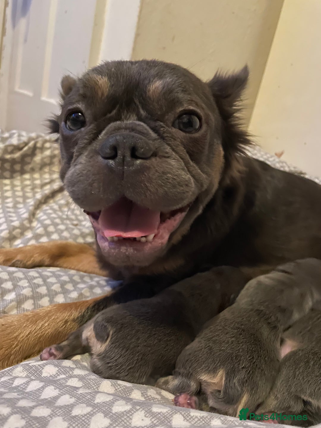 French Bulldog dogs for sale: 🩷🐶🐾6 Adorable fluffy French bulldogs 🩷🐶🐾 - Advert 6