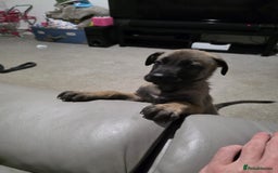 Mixed Breed dogs for sale: German shepard cross - Image 8