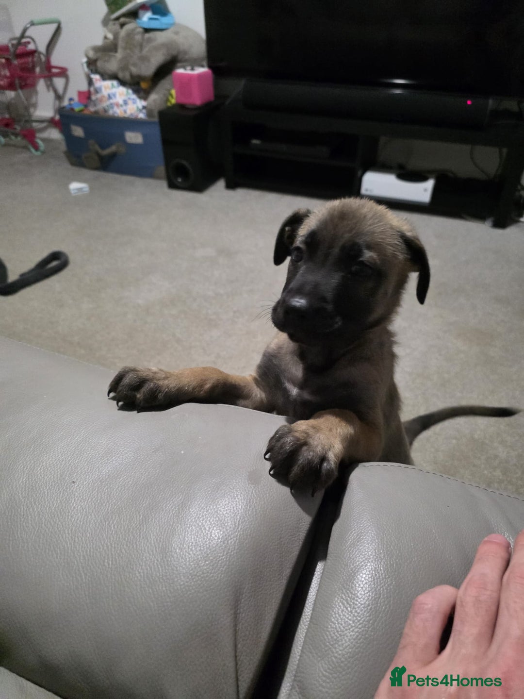 Mixed Breed dogs for sale: German shepard cross - Image 8