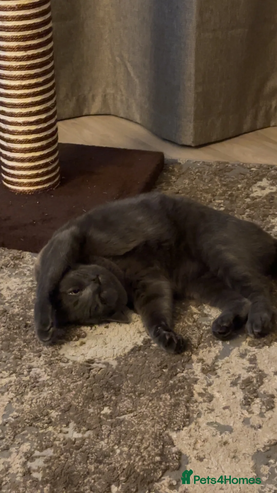 Mixed Breed cats for sale: British shorthair mix - Advert 4