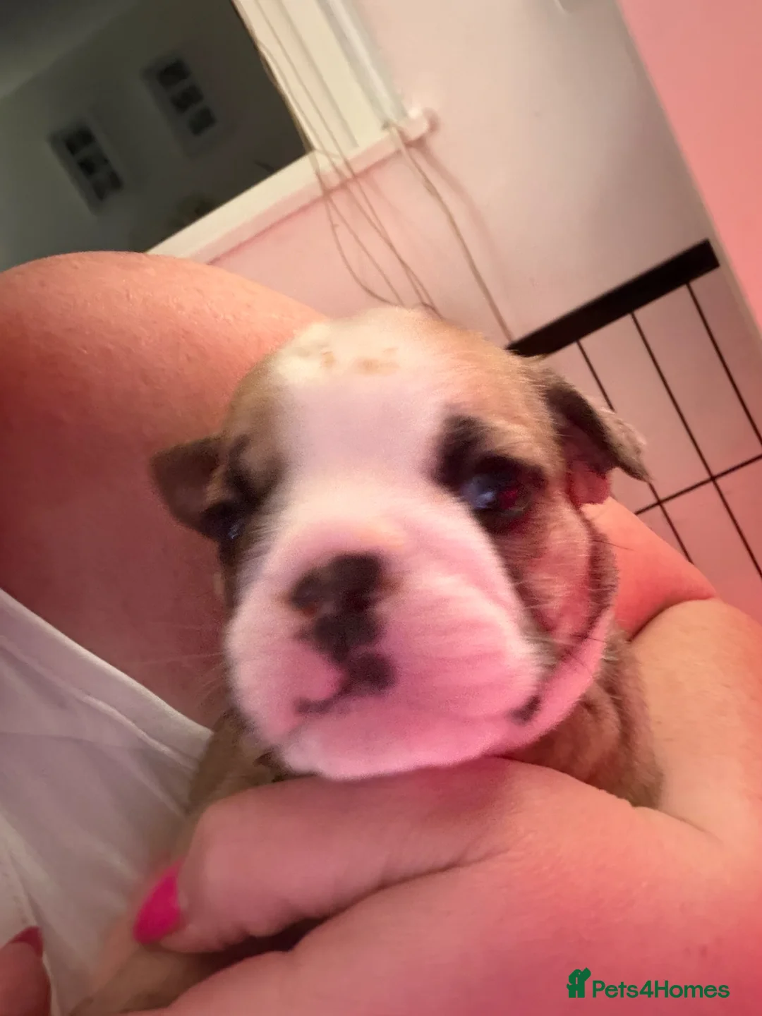 English Bulldog dogs for sale: Ms Osbourne  - Advert 2