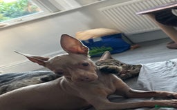 Russian Toy Terrier dogs for sale: Urgently selling a beauty - Image 4