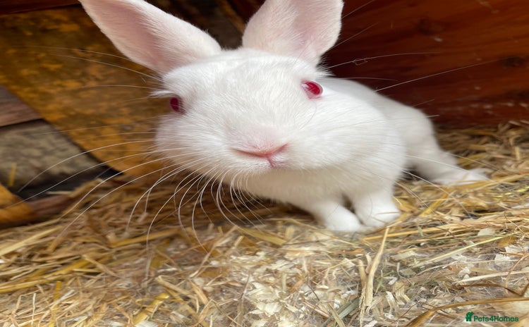 Himalayan rabbits - Advert 1
