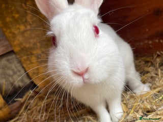 Himalayan rabbits Lovely female rabbit 🩷 - Advert 2
