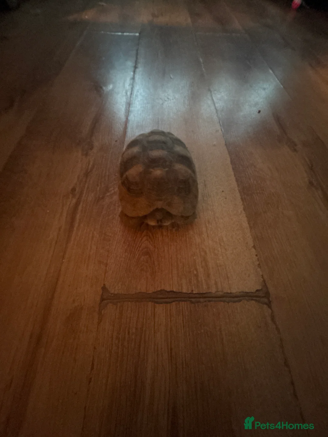 Tortoise reptiles for sale: Tortoise for sale - Advert 3