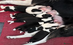 Border Collie dogs for sale: Border Collie puppies for sale - Image 9