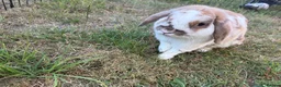 Cashmere Lop rabbits for sale: Cashmere lop rabbit  in Bridlington - Advert 7