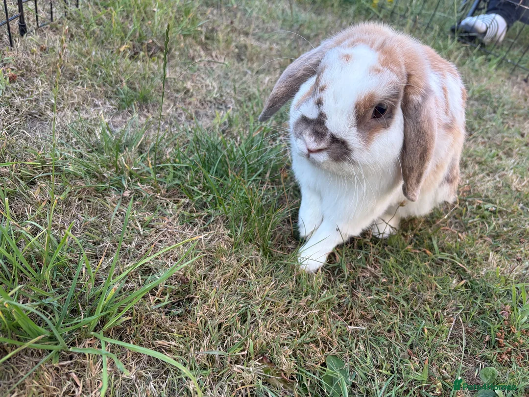 Cashmere Lop rabbits for sale: Cashmere lop rabbit  in Bridlington - Advert 7