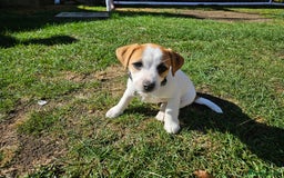 Jack Russell dogs for sale: Ladt puppy left - Image 5