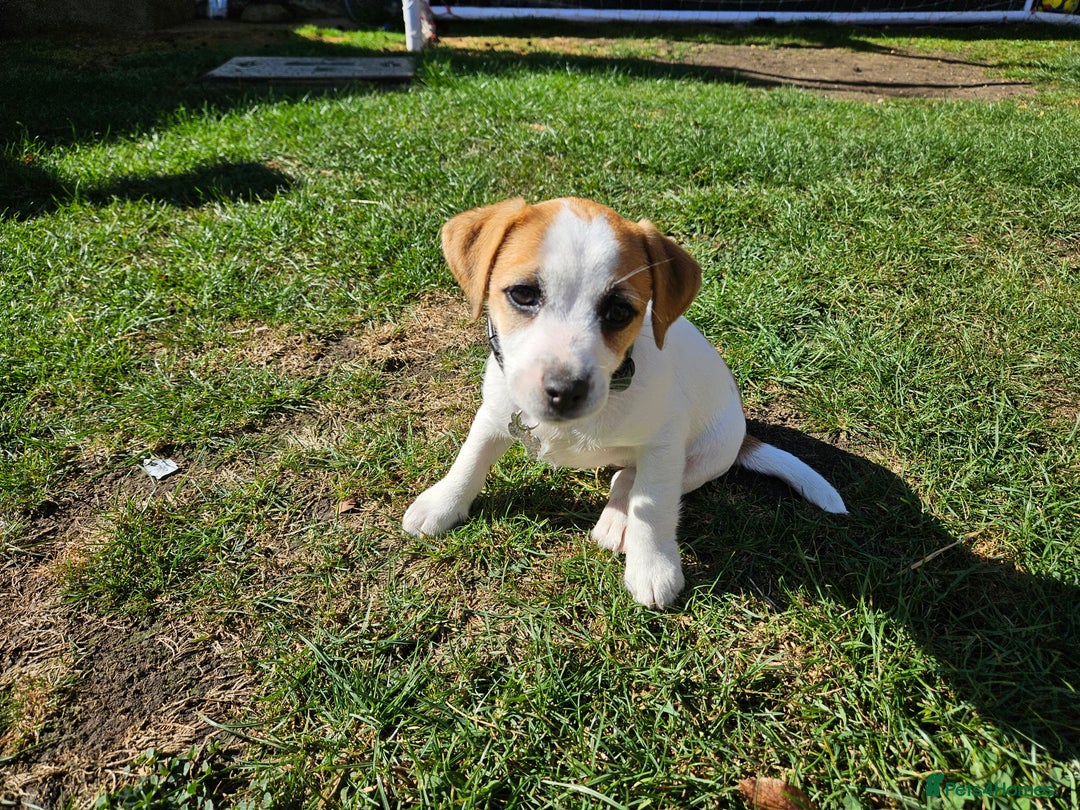 Jack Russell dogs for sale: Ladt puppy left - Image 5
