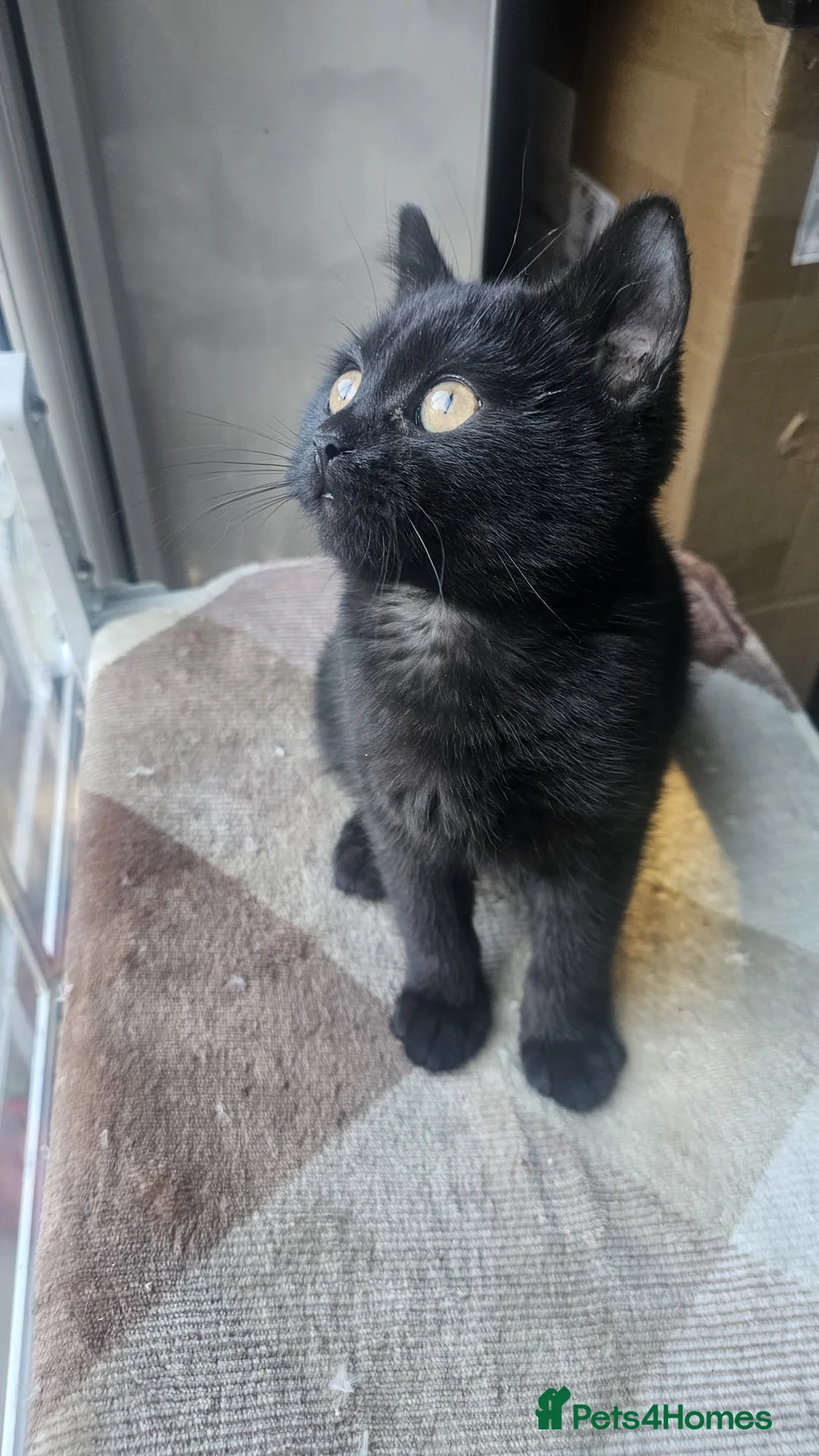 British Shorthair cats for sale: Gorgeous British Shorthair Kittens Ready Now! - Advert 16