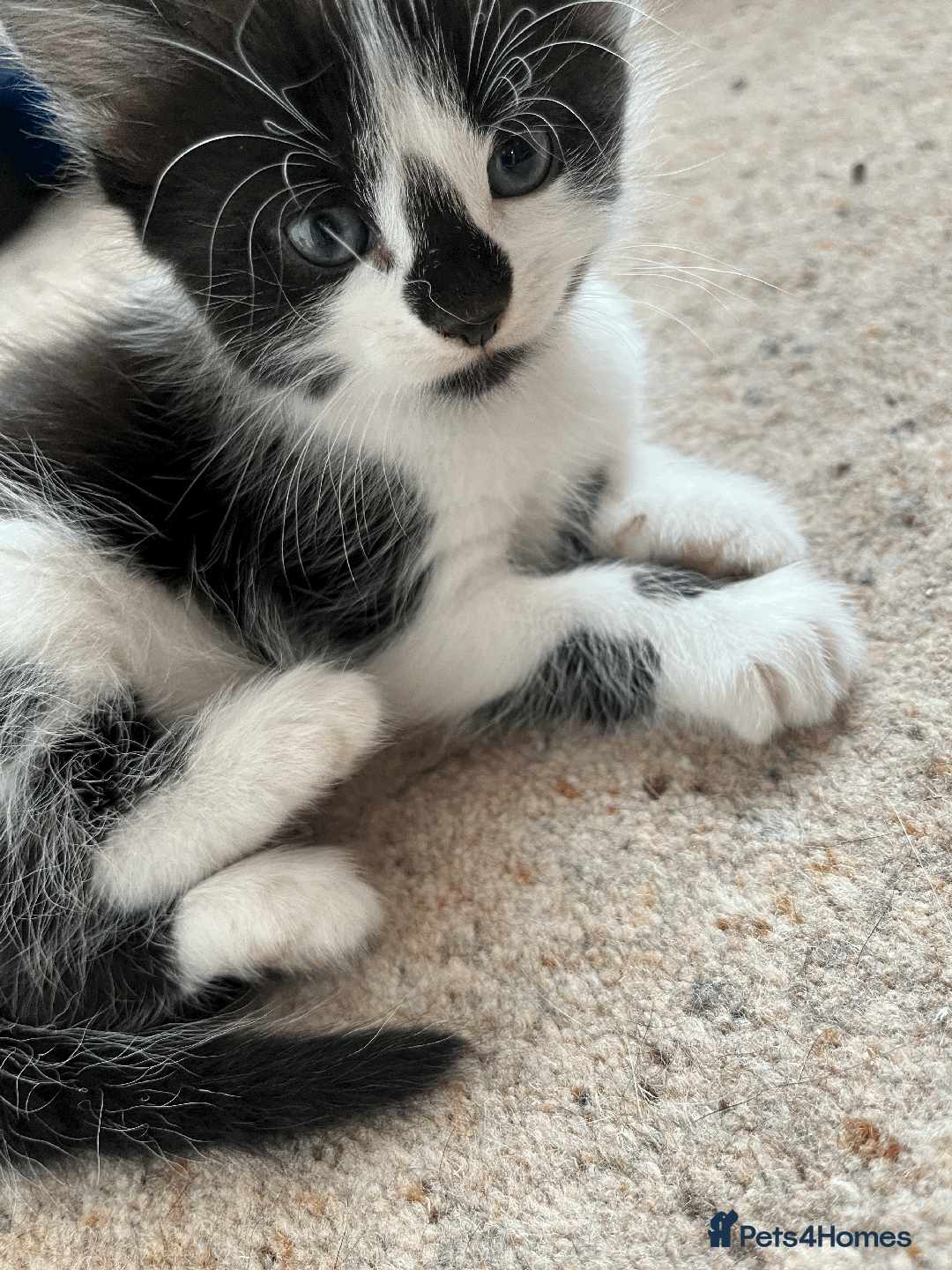 British Shorthair cats for sale: kittens shorthair mix breed in Shifnal - Image 9