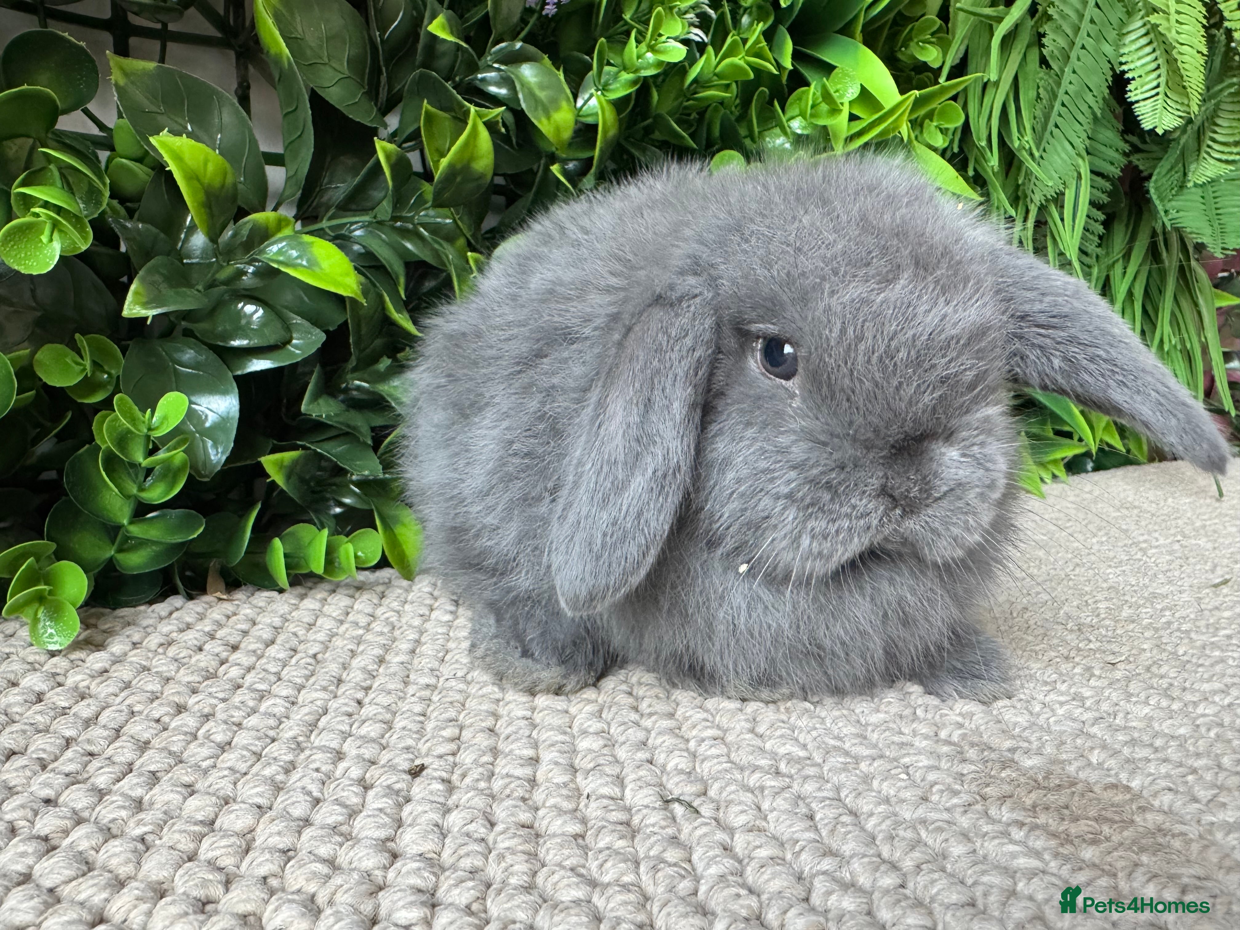 Mini Lop rabbits Mini lops 2 boys left to reserve - Advert 4