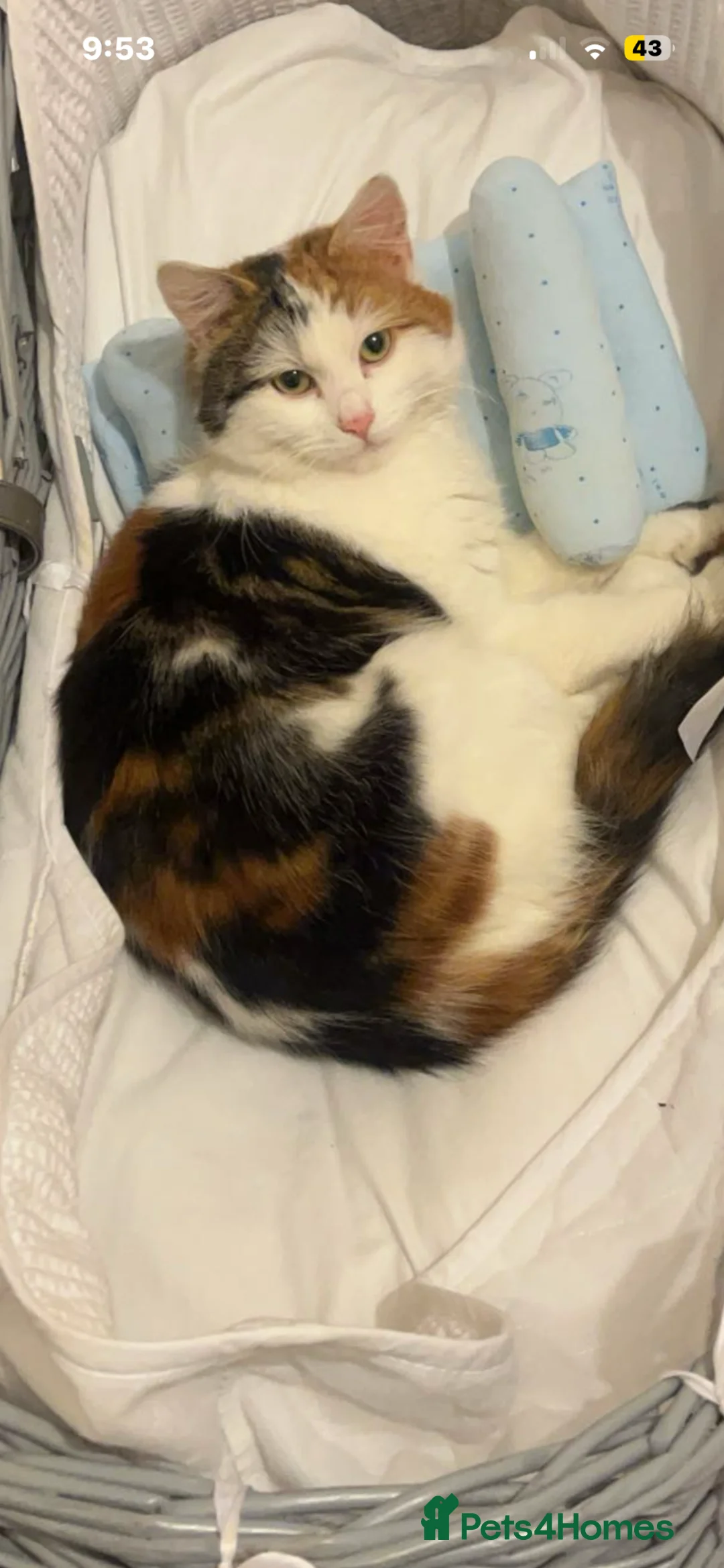 British Longhair cats for sale: Kittens  in Hayes - Advert 9