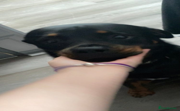 Rottweiler dogs - Advert 2