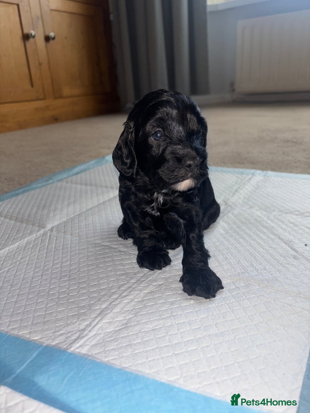 Cockapoo dogs for sale: Cockapoo Puppies - Advert 4