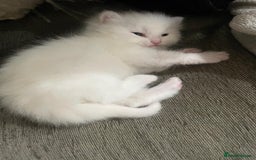 Mixed Breed cats for sale: Adorable Kittens ready for their new forever home  - Image 3