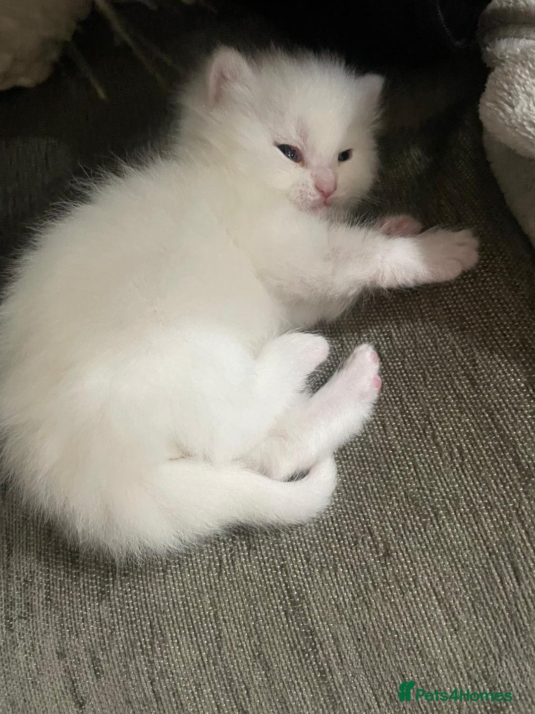 Mixed Breed cats for sale: Adorable Kittens ready for their new forever home  - Image 3