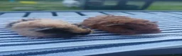 Guinea Pig rodents for sale: Longhaired and skinny pigs available  - Advert 5