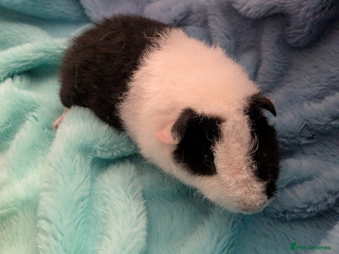 Guinea Pig rodents for sale: Two male baby guinea pigs ready now - Advert 3