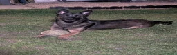 Belgian Shepherd Dog dogs for sale: Belgian Malinois Female - Advert 1