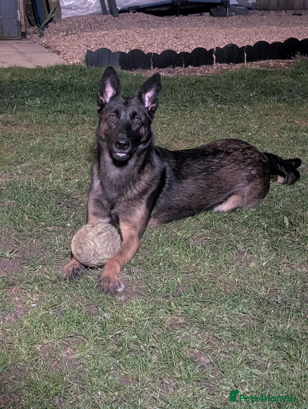 Belgian Shepherd Dog dogs for sale: Belgian Malinois Female - Advert 1