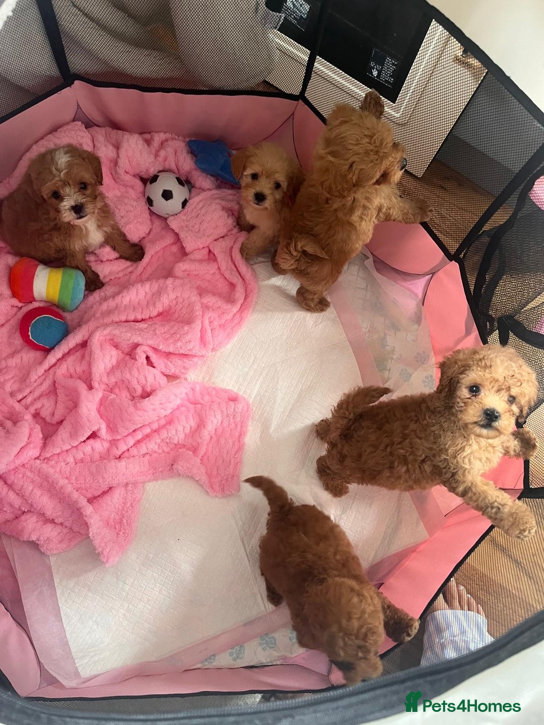 Maltipoo dogs for sale: 💫Tiny Red Boys Available Now💫 - Image 10
