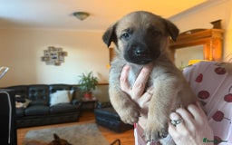 Belgian Shepherd Dog dogs for sale: Belgian Malinois Pups - Image 14