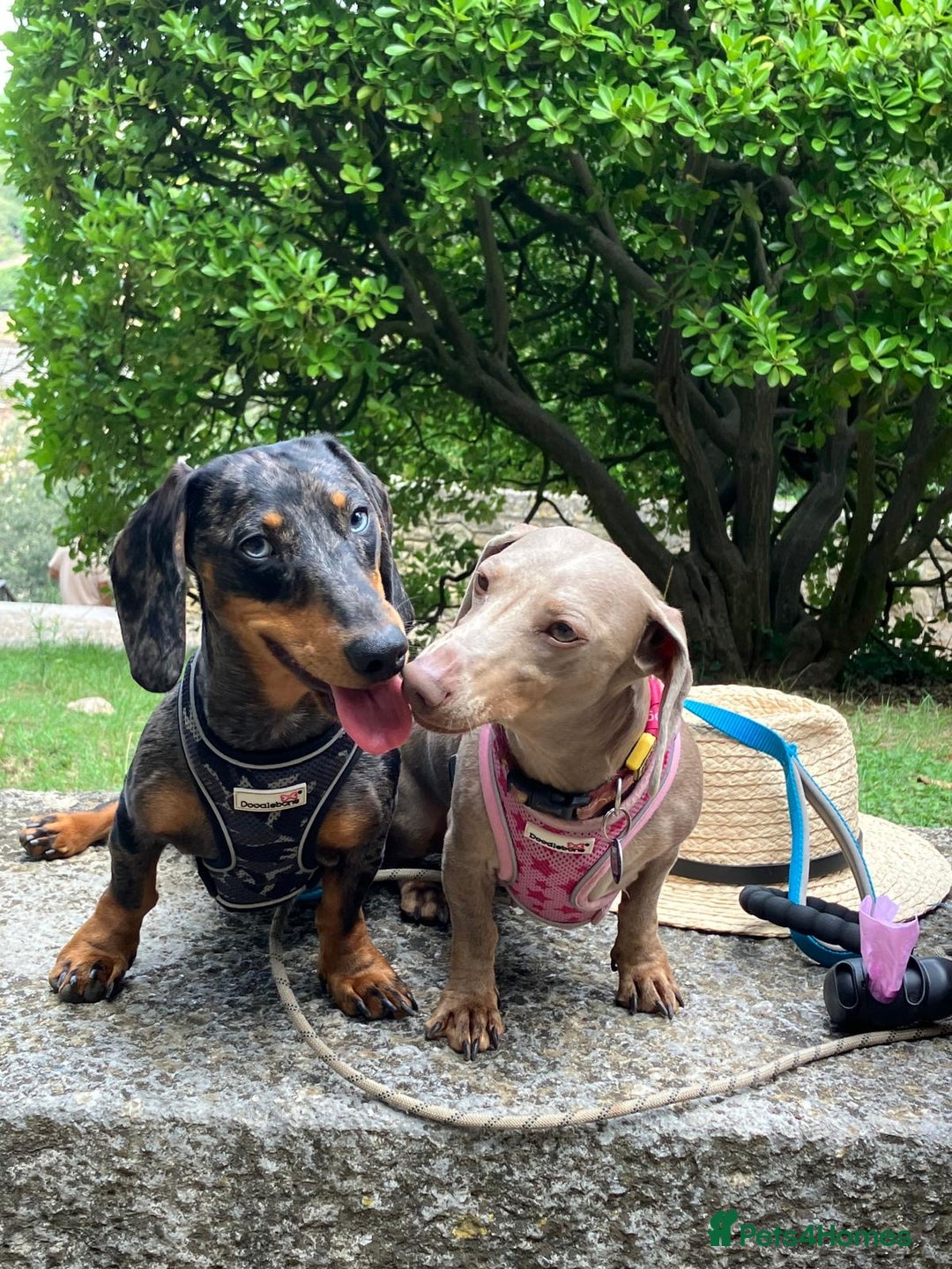 Dachshund dogs for sale: Dachshund puppies for sale - Advert 6