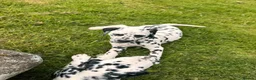 Dalmatian dogs for sale: Dalmatian puppies  - Advert 3