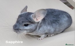 Chinchilla rodents for sale: Beautiful Chinchillas  in Bournemouth - Image 10