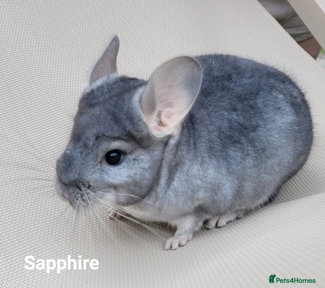 Chinchilla rodents for sale: Beautiful Chinchillas  in Bournemouth - Image 10