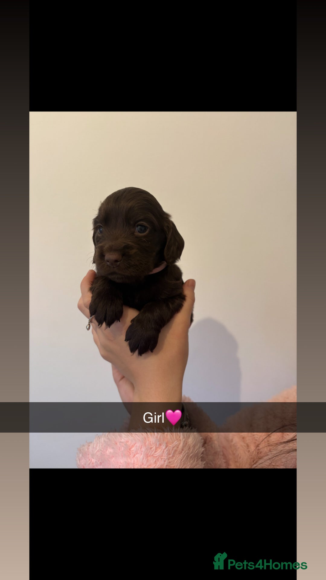 Cocker Spaniel dogs for sale: Cocker spaniel pups  - Image 4