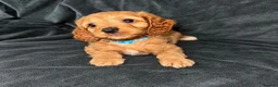 Cavapoo dogs for sale: A beautiful little of Cavapoo puppies  - Advert 3