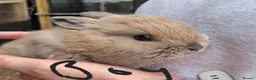Lionhead rabbits for sale: Baby lionhead lop bunnies - Advert 4