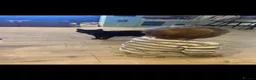 British Shorthair cats for sale: FREE Gorgeous loving Cat  - Advert 3