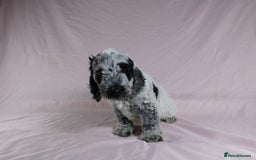 Cockapoo dogs for sale: Ready now beautiful litter F1B cockapoo puppies  in Leicester - Image 26