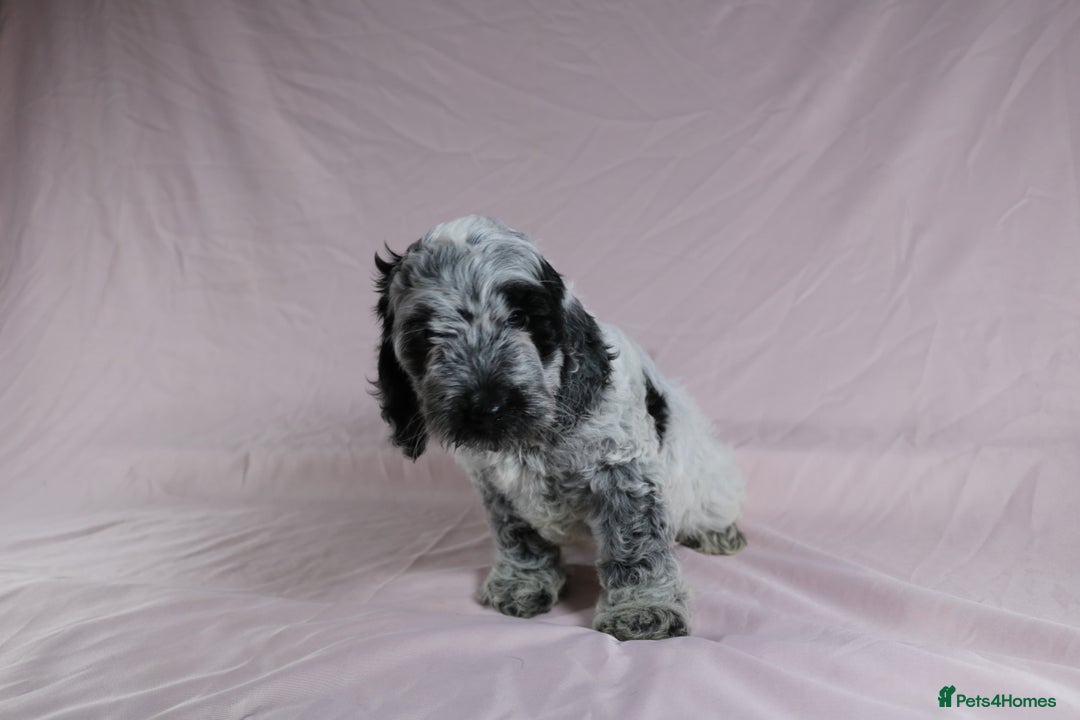 Cockapoo dogs for sale: Ready now beautiful litter F1B cockapoo puppies  in Leicester - Image 26