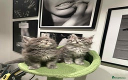 Maine Coon cats for sale: Stunning Mainecoon Kittens - Image 24